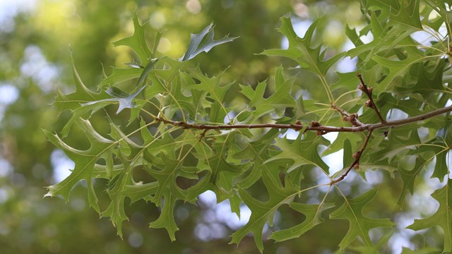 pointed, lobed green leaves sprouting out of a branch