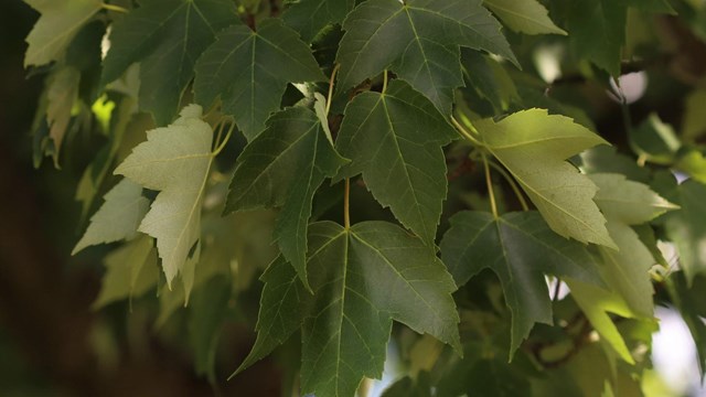 tri-pointed green leaves hanging from a branch.