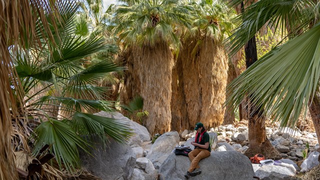 A scientist records data sitting on a rock under palm trees. 