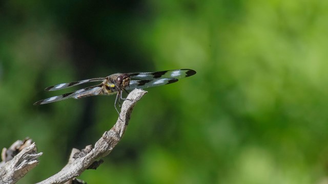 Black and white dragonfly perched on a stick.