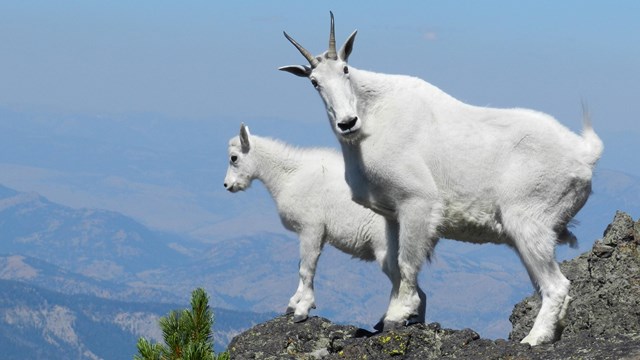 Two mountain goats standing upon a rock pinnacle.