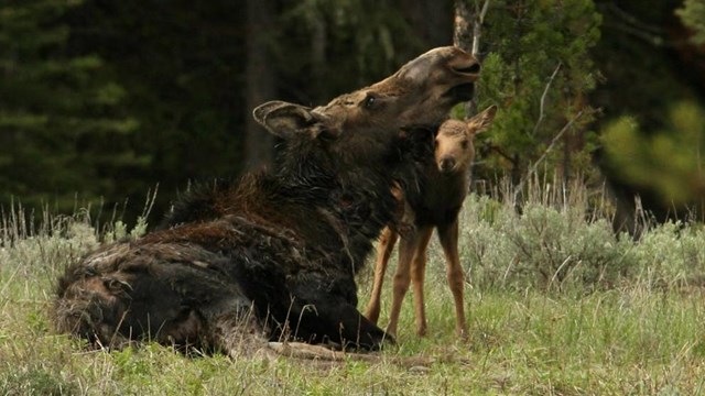 A mother and child moose in a grassy field.