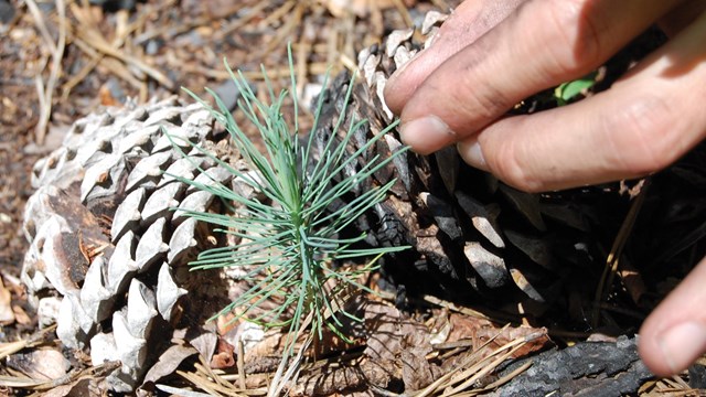 Close up of hand touching a pine sapling with a pinecone in the background.