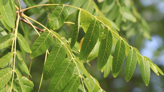 branches with oblong ribbed leaves that come to a point.