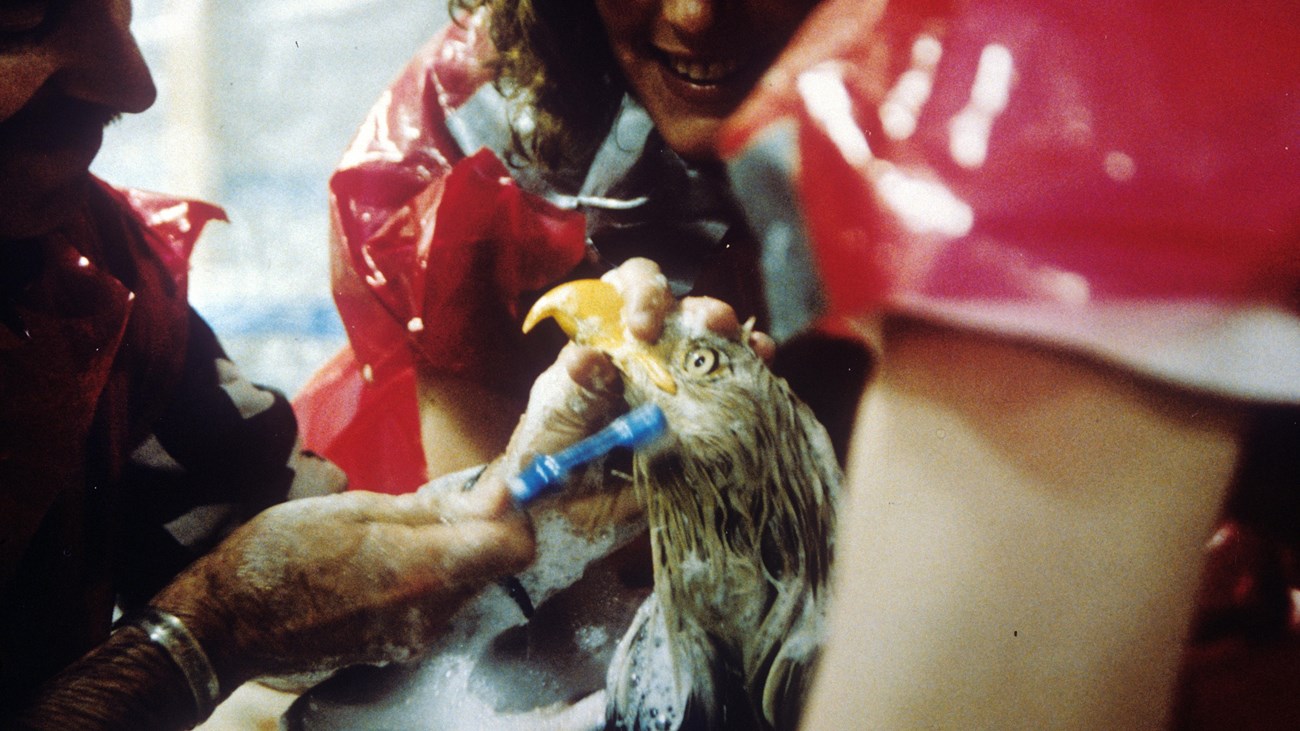 Three people clean a bald eagle, one with a brush