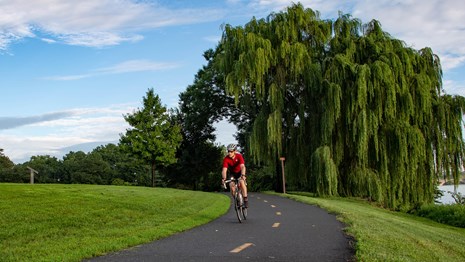 Bicyclist on a paved trail lined with trees on one side