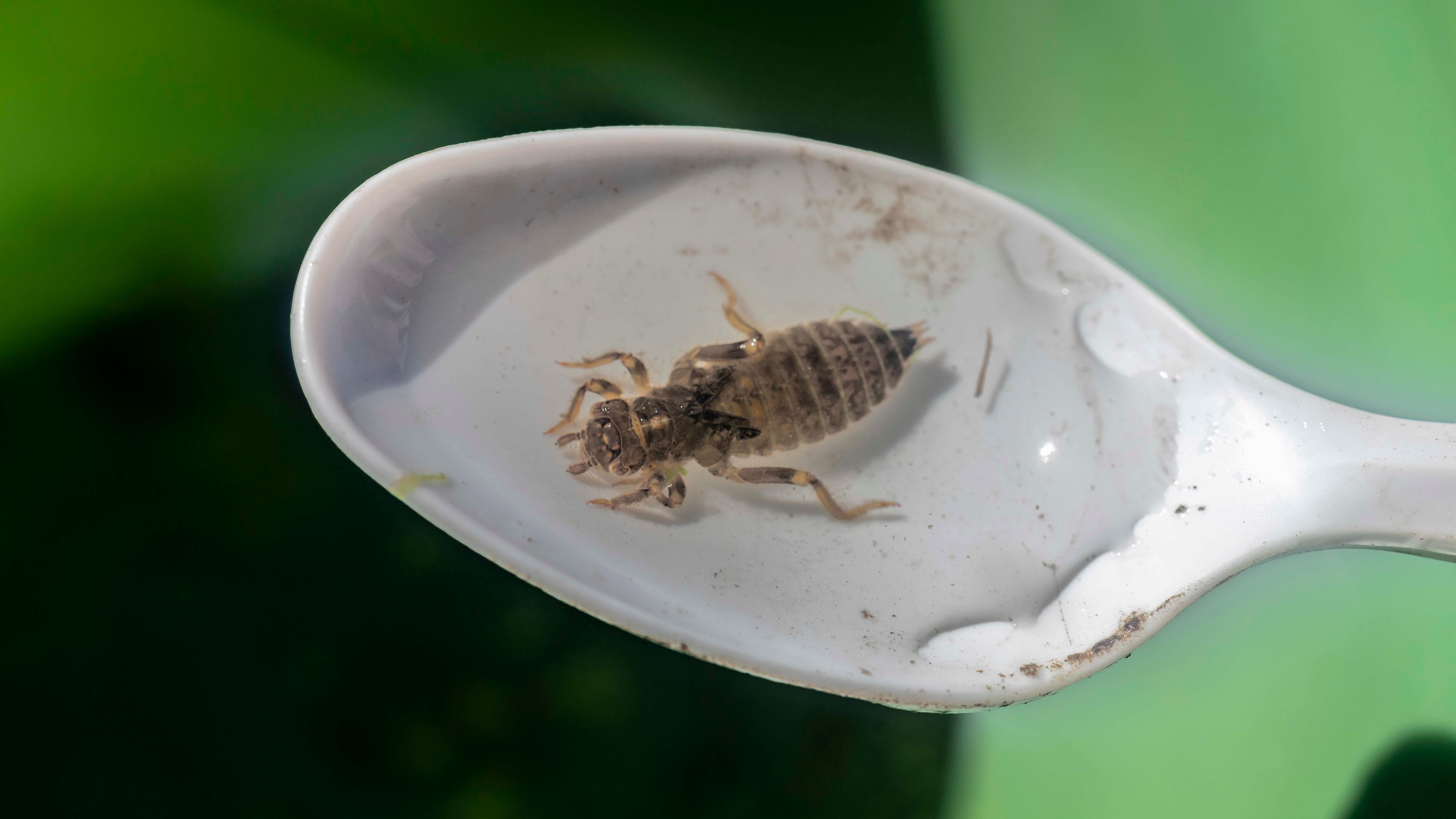 Close up of a dragonfly larva on a white plastic spoon