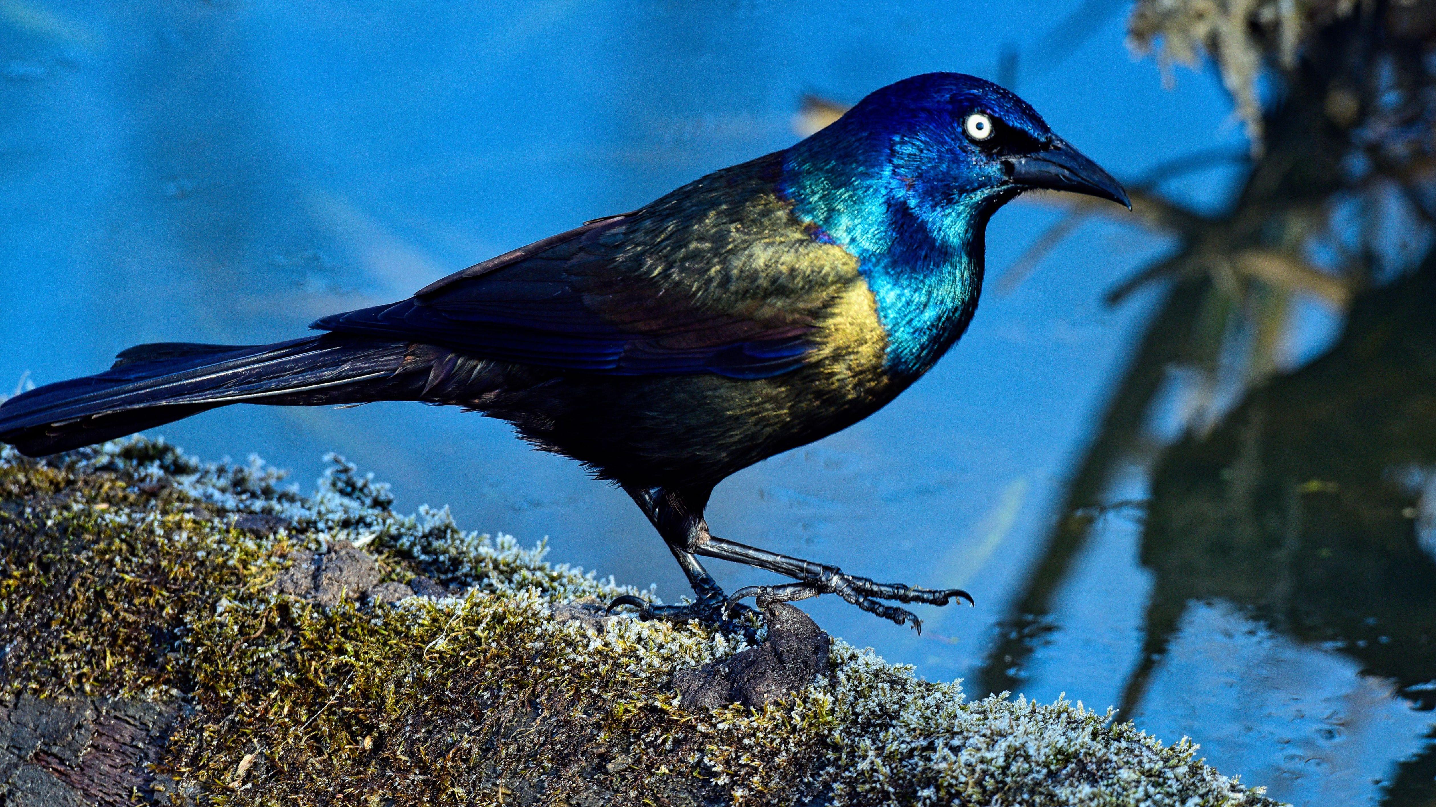 A black shimmery bird in a shrub.