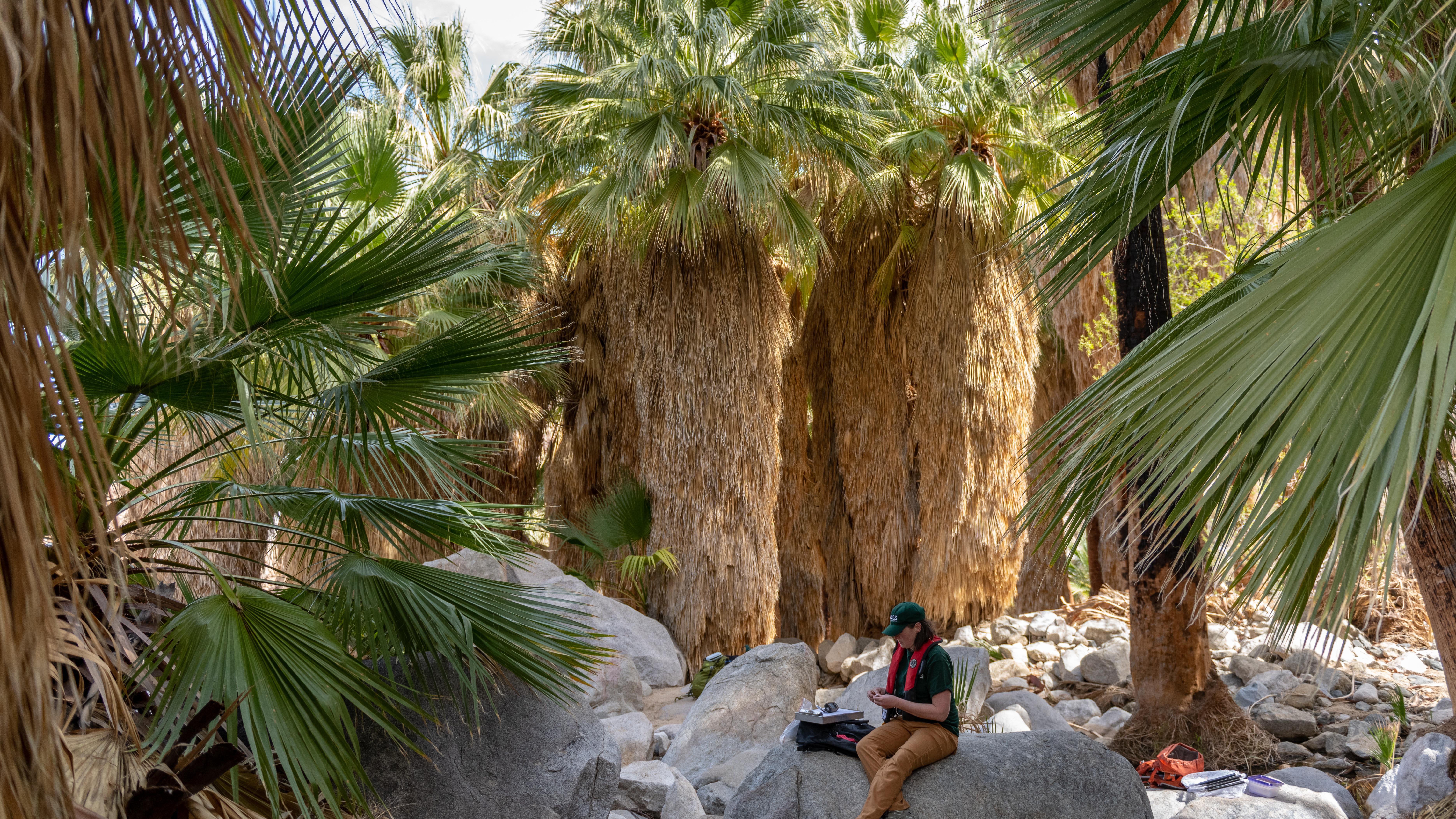 A scientist sits on rocks under palm trees writing data.