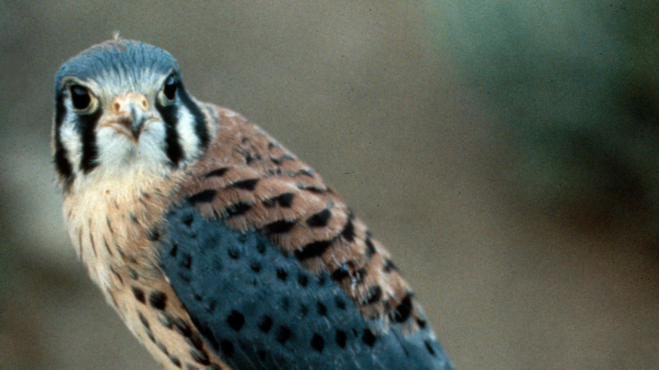 Explore Current Raptor Closures in RMNP