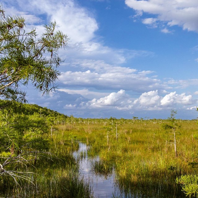 A landscape view of a cypress ecosystem.