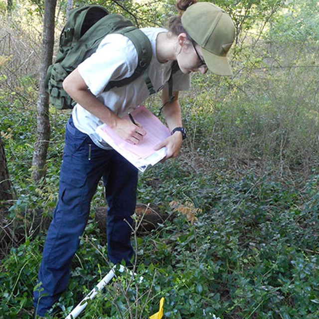 Emily in the field counting specimens and recording them on a piece of paper.