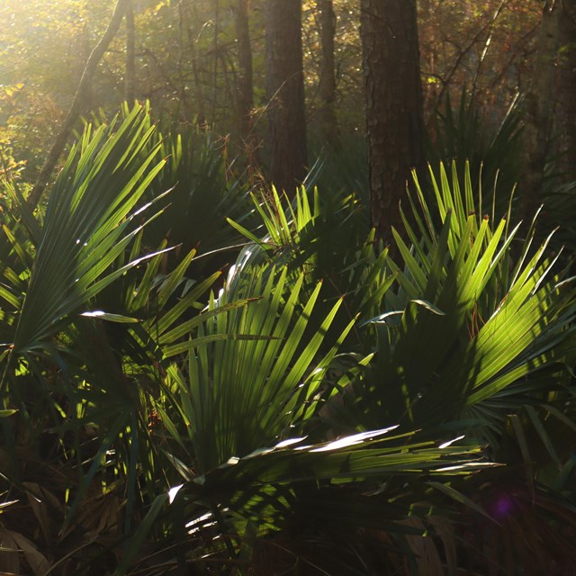 A view of backlit palmettos