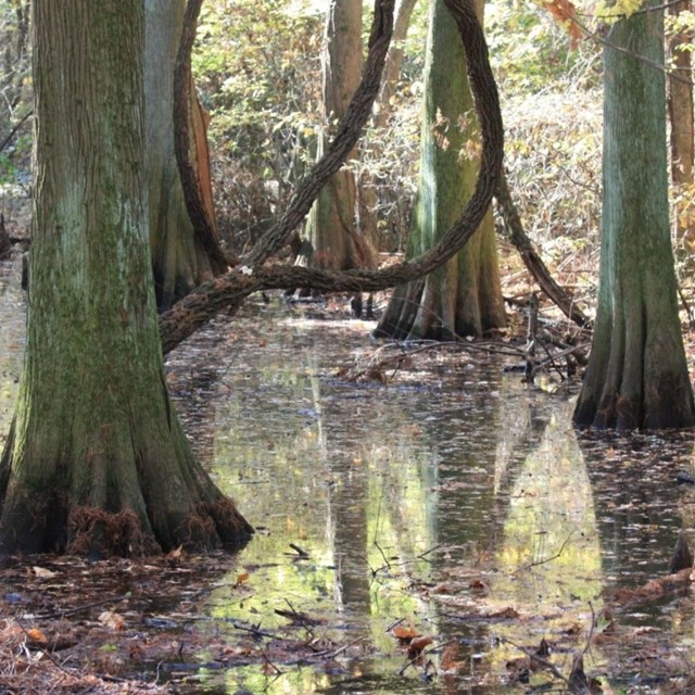 large trees emerge from swamplands