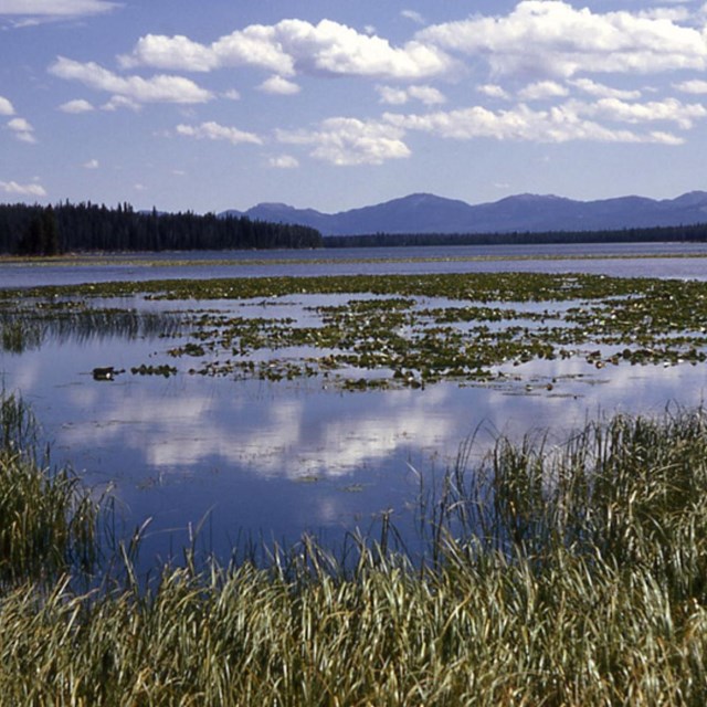 wetlands with wetland vegetation with mountains in the background