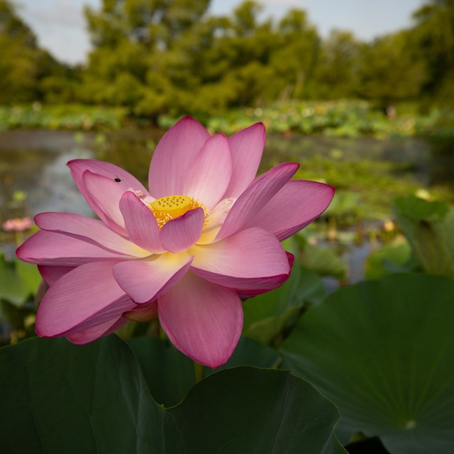 a pink lotus flower with wetlands in the background