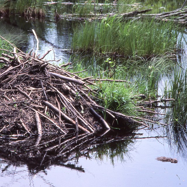 a beaver lodge in a wetland area