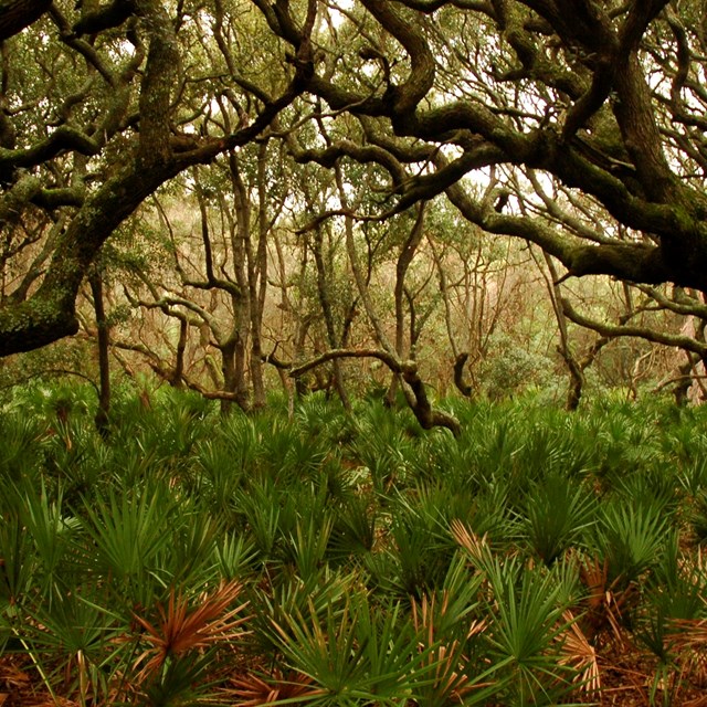 A view of a maritime forest, palmettos underneath twisted oak trees.