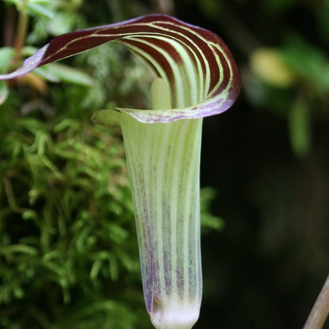 A close-up of a Jack-in-the-Pulpit flower