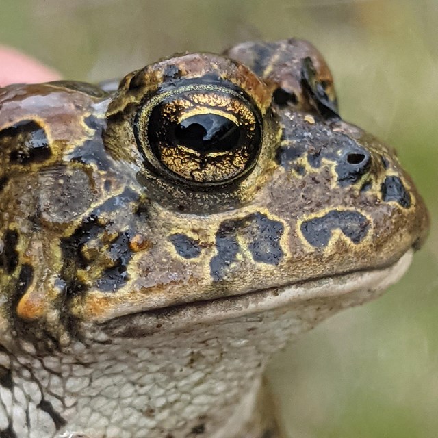 a close up image of a Yosemite toad's face with dark blotchy skin pattern