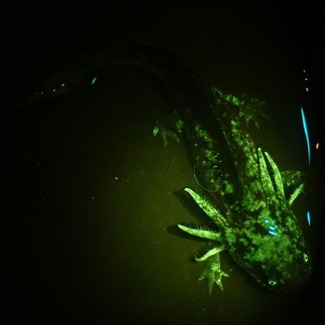 a salamander glows green among a dark background