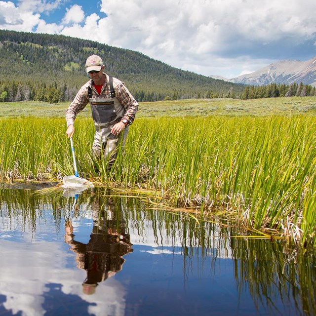 a man scoops a net into a small pond in a mountain meadow