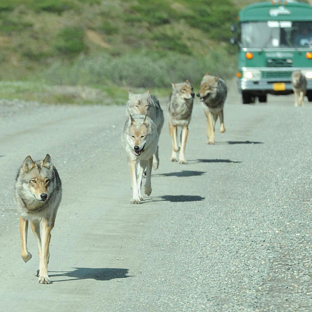 six wolves walking down a dirt road in front of a green bus