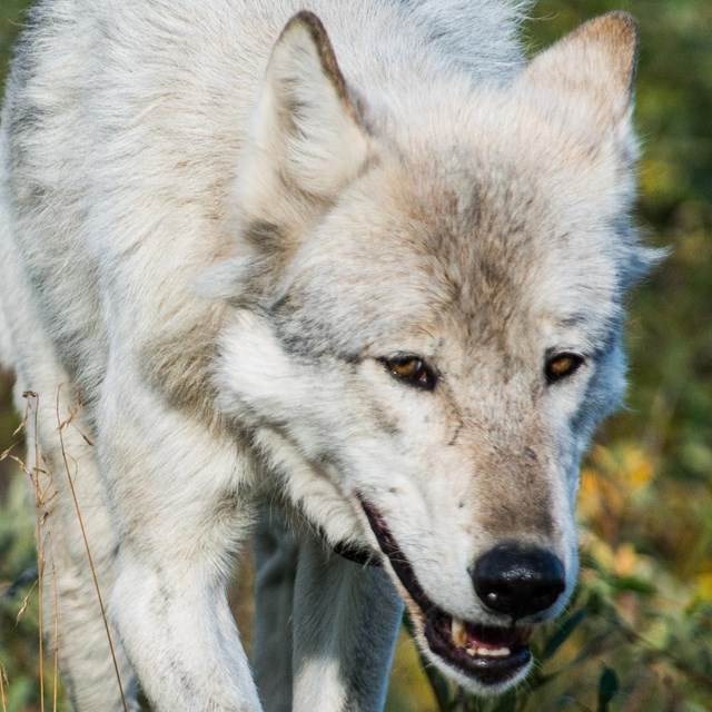 closeup of a gray wolf