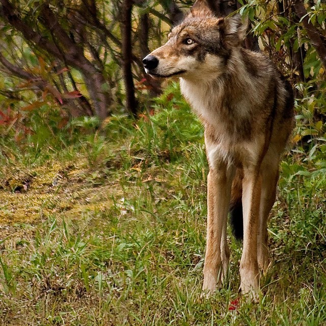a brownish wolf standing in a forest