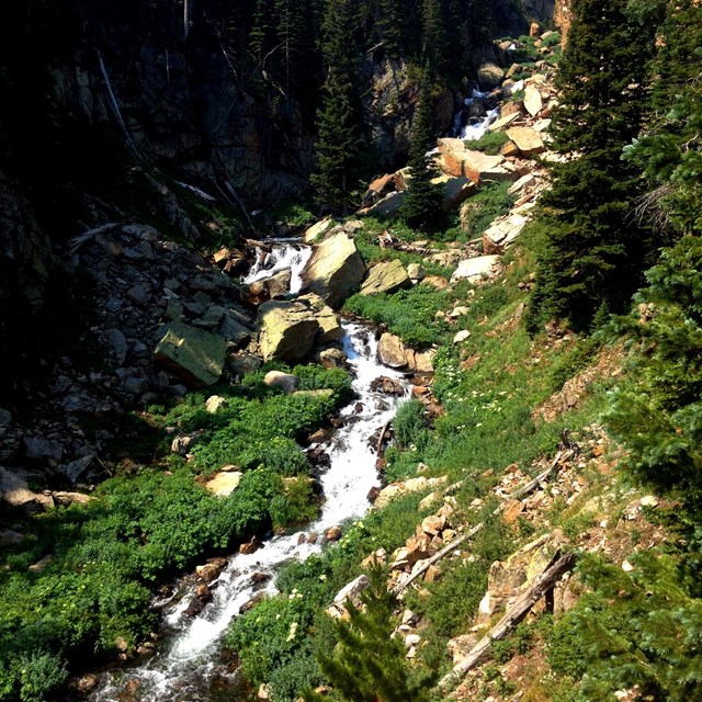 A cascading mountain stream surrounded by vegetation.