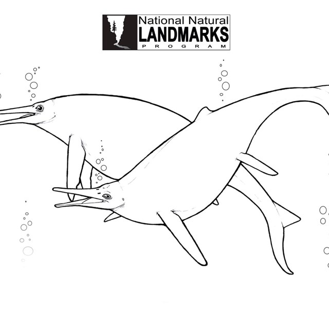 line drawing of swimming ichthyosaur