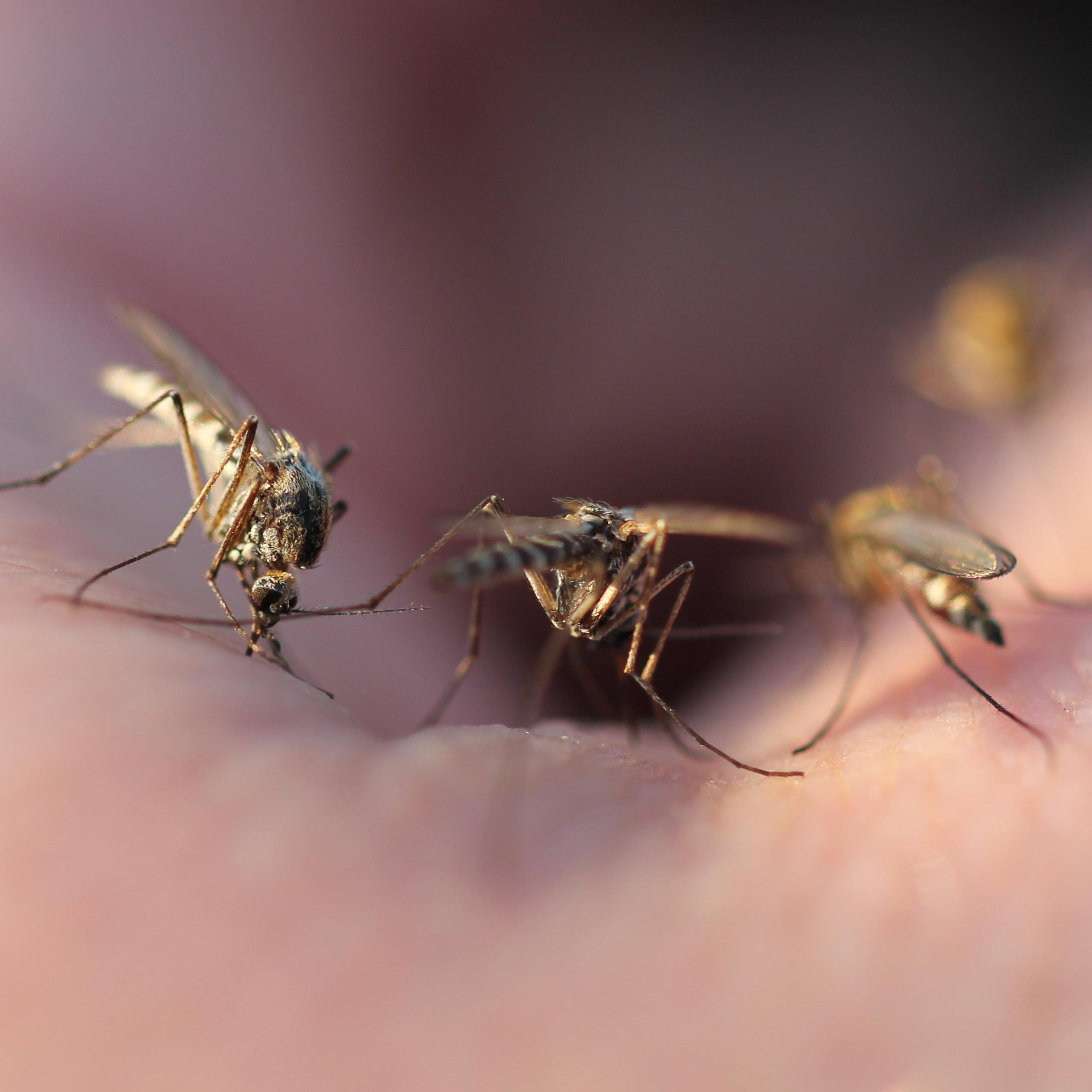 A close-up of 3 mosquitoes on someone's hand