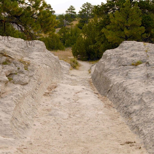 The land dips into a swale in a forested landscape.