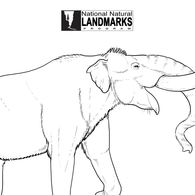 drawing of prehistoric mastodon