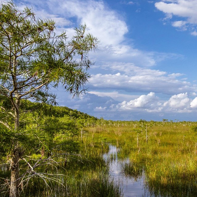 Dwarf cypress trees staggered within the frame, between water and grass.