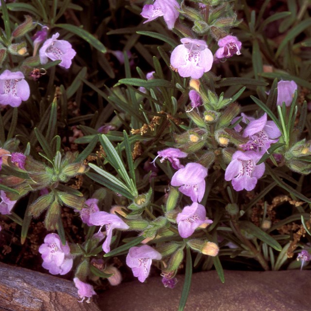 A close-up of purple Cumberland rosemary flowers