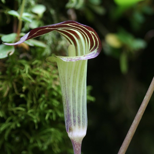 A jack-in-the-pulpit flower.