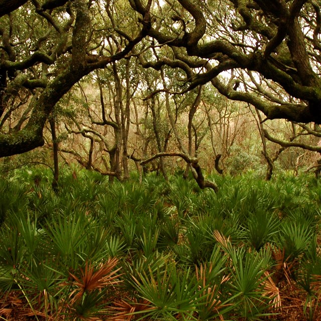 A foggy marine forest