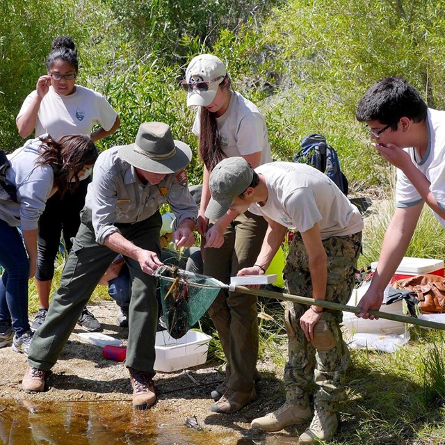 a group of young adults stand on the edge a waterbody looking into a scoop net with a park ranger