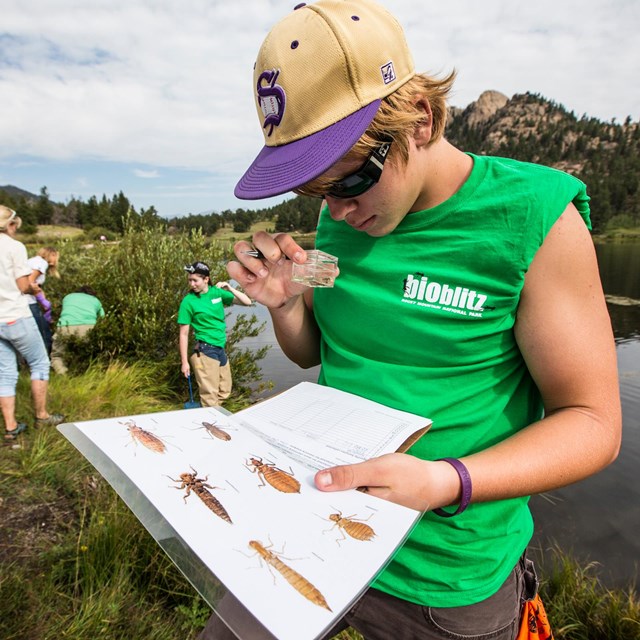 a person in green bioblitz shirt examines a specimen while holding an identification key