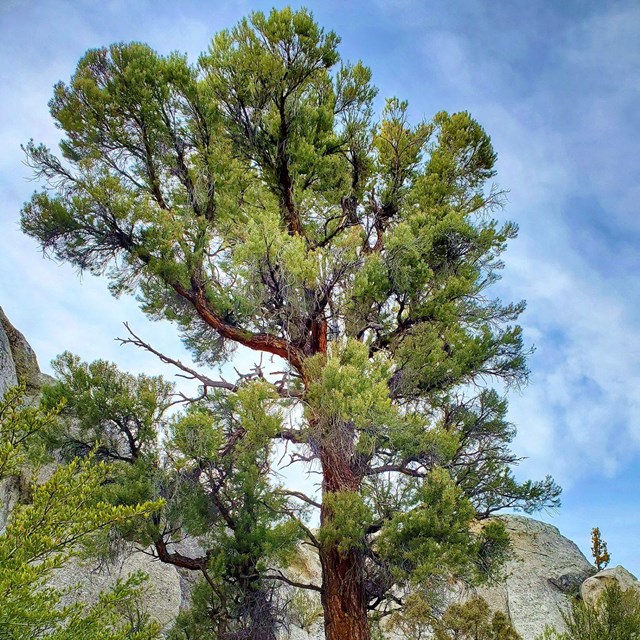 a tall pinyon pine tree stands next to a rocky cliff