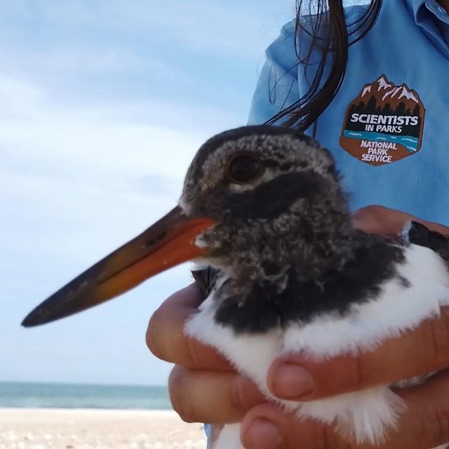 a person in Scientists-in-parks shirt holds a shorebird for monitoring