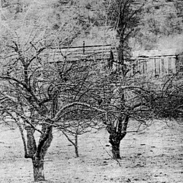 A historic photograph of fruit trees with rustic buildings in the background