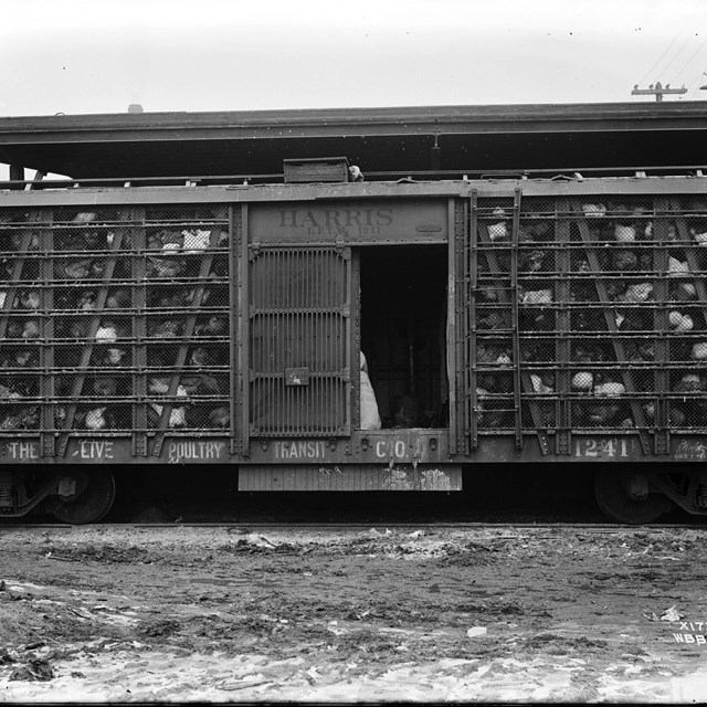 Live Poultry Transit Company Car No. 12