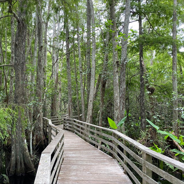 a boardwalk through a swamp with trees