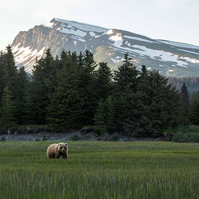 a bear in a green meadow in front of a sloped mountain