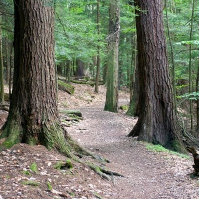 a trail through a forest