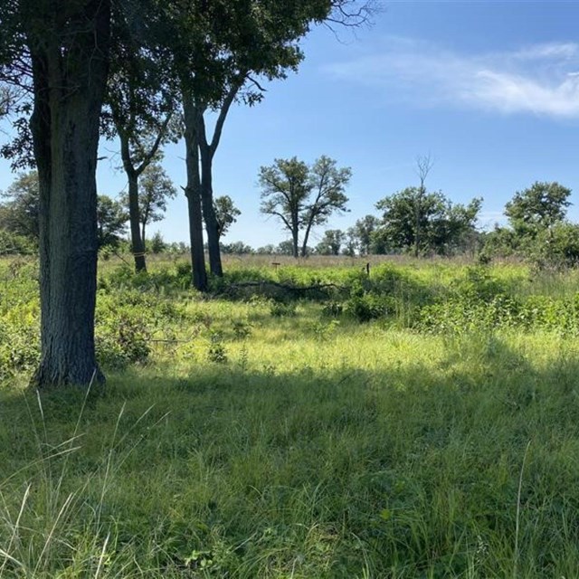 grasslands with a few trees
