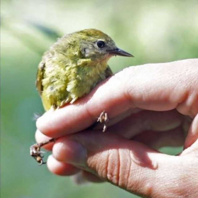 A small yellow bird perches on a human hand