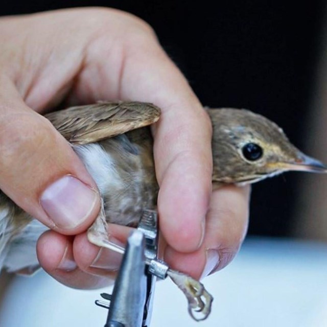 A brown and gray bird is held in a human hand. A pair of pliers attaches a band to its leg.